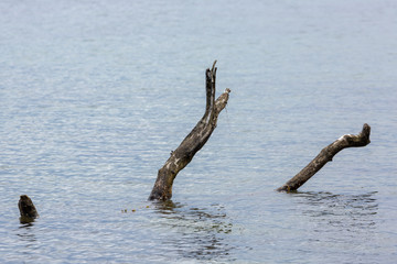 Branches in water at beach at Pommle Nakke, Zealand, Denmark