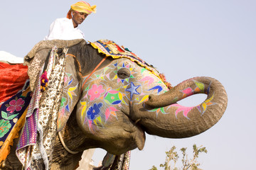 Naklejka premium Colorful elephant , festival , Jaipur, Rajasthan, India