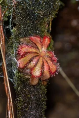 Foto op Canvas Drosera aliciae at Orange Kloof, Trable Mountain, Cape Town, South Africa © Christian Dietz