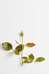 beautiful rose flower with leaves on a white background. a minimalistic composition with space for text. top view, flat lay