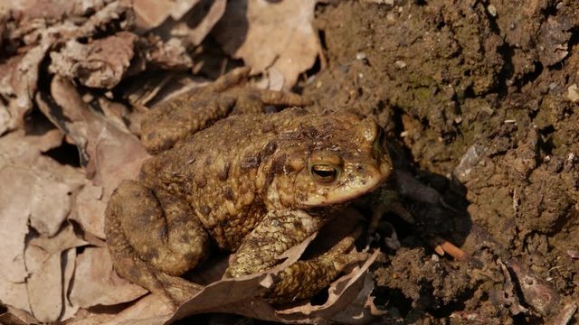 European common toad (Bufo bufo) turns towards the camera. 