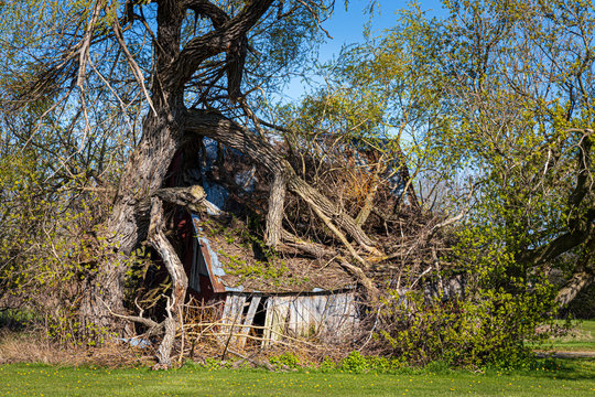 Nature reclaims this falling down house as trees grow through it