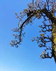 tree branches against blue sky