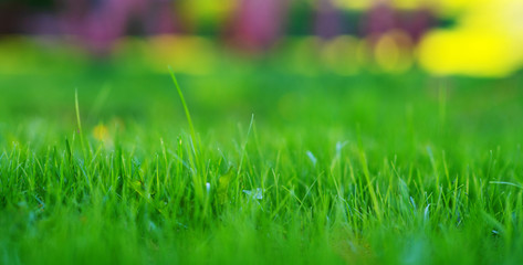 Spring or summer and grass field with green background