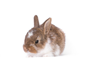 ginger little rabbit on a white background