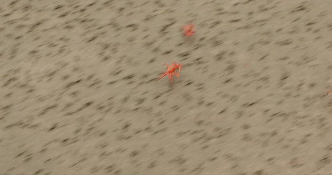 Ghost crabs running fast, camera trying to follow, hardly keeping up