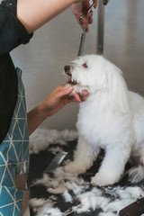 Female hairdresser cutting the hair of the head of a Bichon Maltese dog