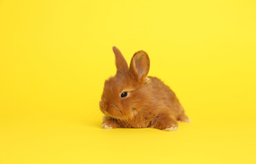 Adorable fluffy bunny on yellow background. Easter symbol