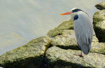 Grey heron (Ardea cinerea) at Otagawa river, Hiroshima, Japan
