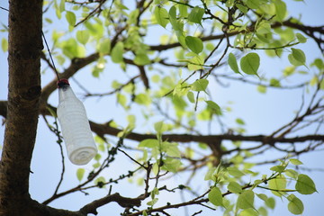 tree in the sea
tree of hope
recognizable place