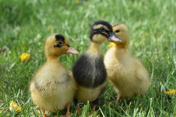 Ducklings on a grass background