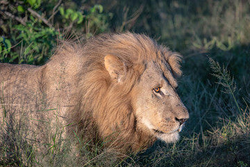 Fototapeta na wymiar Close up of a large male lion walking through the tall grasses on the Botswana savannah