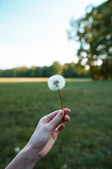 Fototapeta premium Pusteblume in der Hand, runde Blume, Löwenzahn, der gewöhnliche Löwenzahn,
