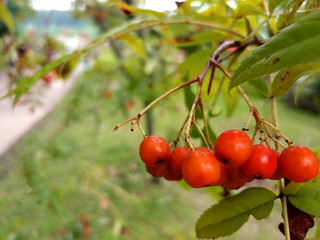 가을 나무 열매