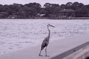 Great Heron on dock