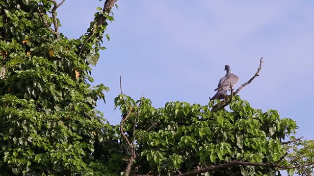 Two African Collared Doves (Streptopelia Roseogrisea) fighting for its place on a higher branch of a tree