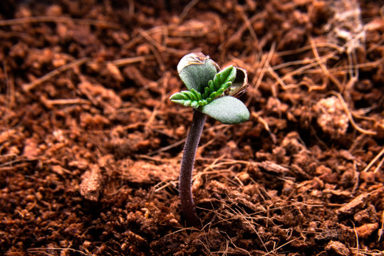 Cannabis Seeds Sprouting To Plants