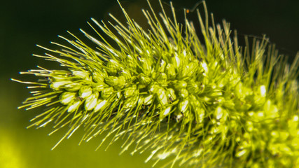 close up of yellow flower