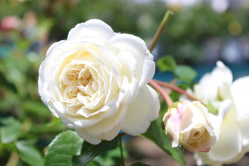 White Rose