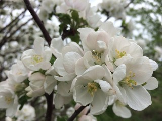 apple tree flowers
