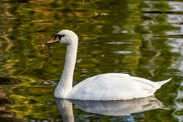 A beautiful white Swan with delicate air feathers, swimming alone on a pond with a sandy bottom. A large bird lives quietly on a reservoir