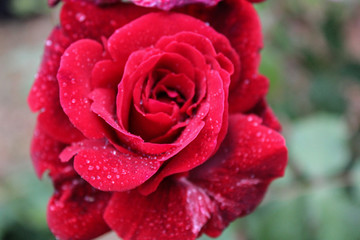 Red Rose