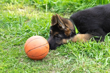 German shepherd puppy playing in the grass with a ball