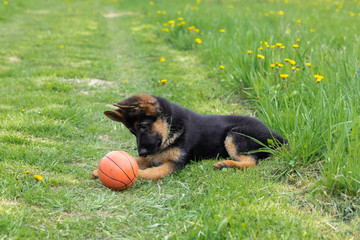 German shepherd puppy playing in the grass with a ball