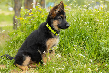 close-up portrait of a German shepherd puppy in the grass