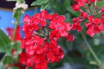Red Flower