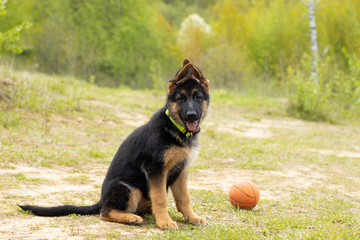German shepherd puppy sitting next to a toy ball on a background of green landscape