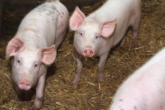 cattle breeding: pink pigs