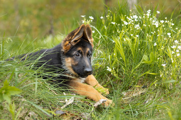 Closeup portrait of a German shepherd puppy lying in the softly green spring grass