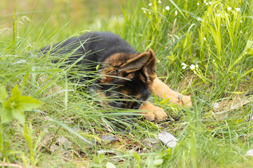 Closeup portrait of a German shepherd puppy lying in the softly green spring grass