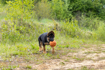 German shepherd puppy has fun playing in a mach