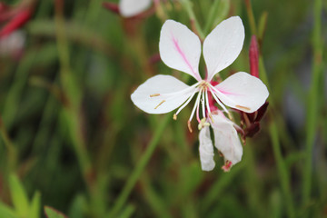 White and Purple Flower