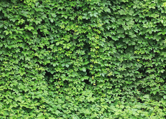 green background from plant leaves
