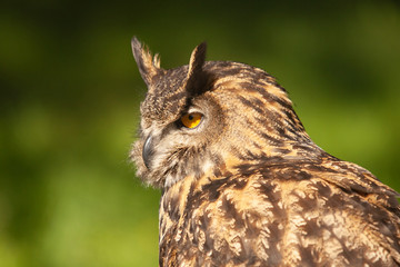 Beautiful Eurasian or European Eagle Owl closeup