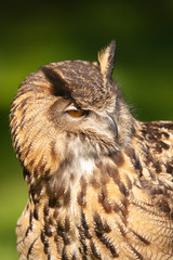 Beautiful Eurasian or European Eagle Owl closeup