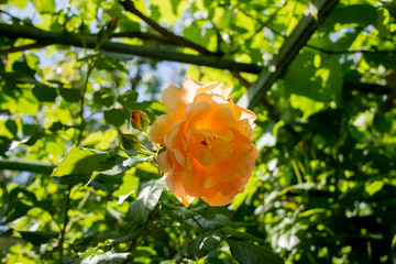 butterfly on a flower