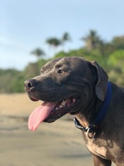 Perro feliz en la playa 