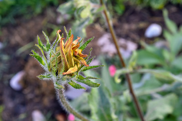 colorful gaillardia growing in the garden