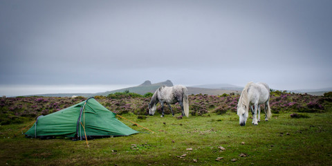 Dartmoor ponies grazing by a wild camping tent in Dartmoor National Park, Devon, UK.  © William