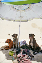 Three dogs sit under a beach umbrella watching their owner surf in Mexico