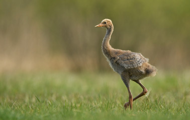 Common grane ( Grus grus ) joung one