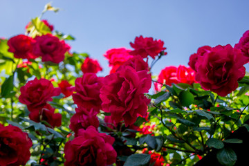 red and yellow flowers