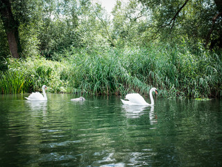 Family of swans on the River Thames in the Cotswolds , Oxfordshire England. UK © William