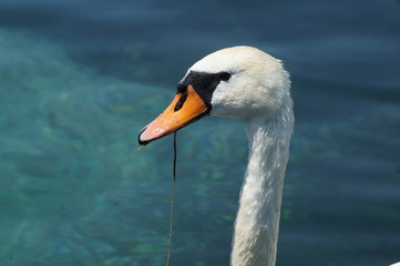 Cisne blanco comiendo algas del lago