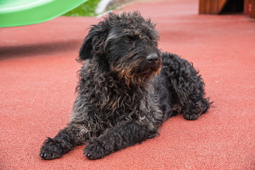 Beautiful homeless black dog in public park