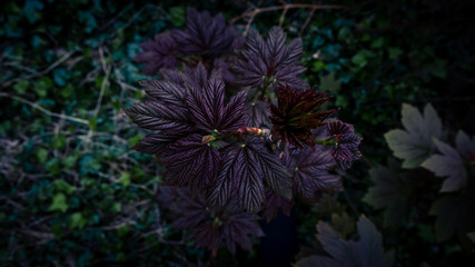 purple flowers in the garden